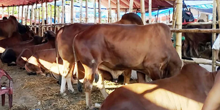 ইজারার আগেই হাট দখলে বিএনপি নেতারা