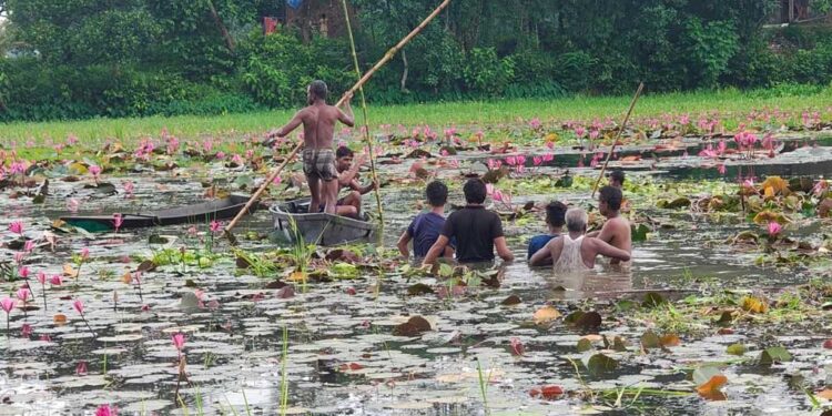 গাজীপুরে শাপলা বিলে ‘টিকটক’: নৌকা ডুবে দুজনের মৃত্যু
