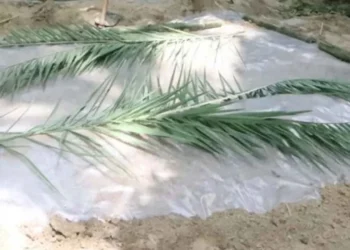 কেন কবরে খেজুরের ডাল দেয়া হয়?