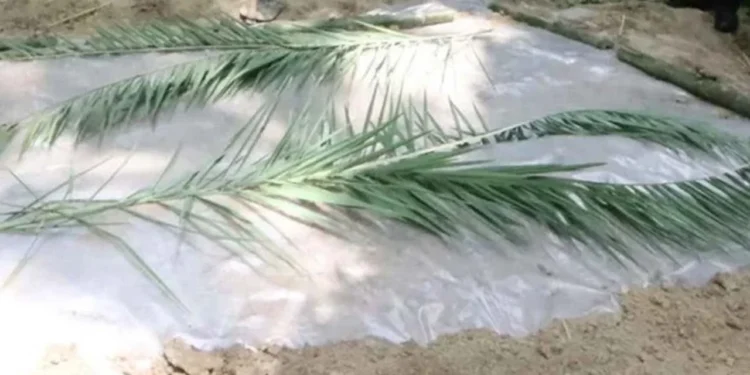 কেন কবরে খেজুরের ডাল দেয়া হয়?