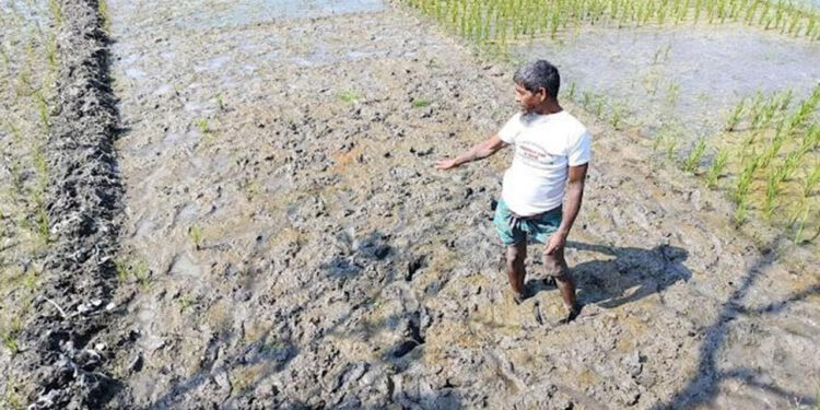 দাঁড়িপাল্লার মিছিল করায় জমির ফসল উধাও: বিএনপি নেতা বলছে পাখি খেয়েছে!
