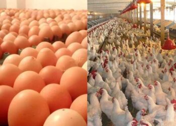 বাংলাদেশ থেকে মুরগি ও ডিম নেবে না সৌদি আরব