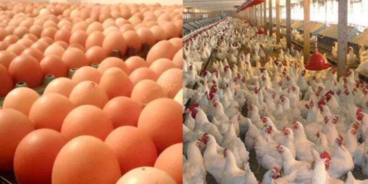 বাংলাদেশ থেকে মুরগি ও ডিম নেবে না সৌদি আরব