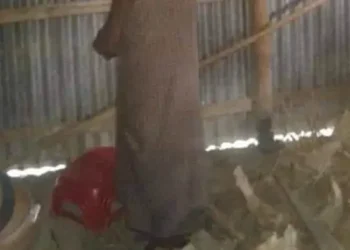 রংপুরে স্বামীকে অণ্ডকোষ চেপে হত্যার পর ফাঁসিতে ঝুলালেন স্ত্রী