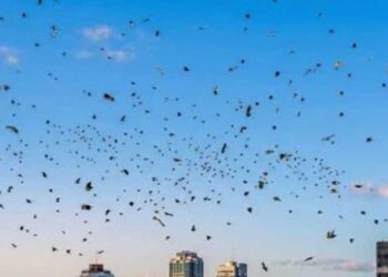 তেলআবিবের আকাশে হাজার হাজার কাক, যে কারণে আতঙ্কে ইসরাইলিরা