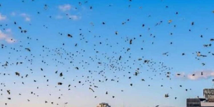 তেলআবিবের আকাশে হাজার হাজার কাক, যে কারণে আতঙ্কে ইসরাইলিরা