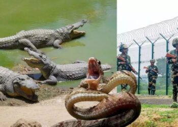 ভারত-বাংলাদেশ সীমান্তের নদীপথ–জলাভূমিতে সাপ ও কুমির ছাড়বে ভারত