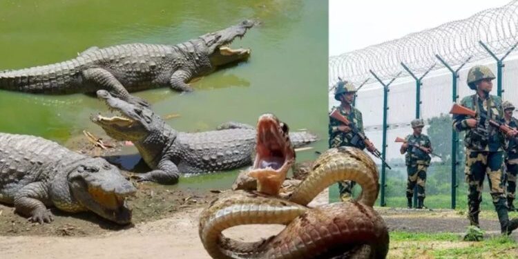ভারত-বাংলাদেশ সীমান্তের নদীপথ–জলাভূমিতে সাপ ও কুমির ছাড়বে ভারত