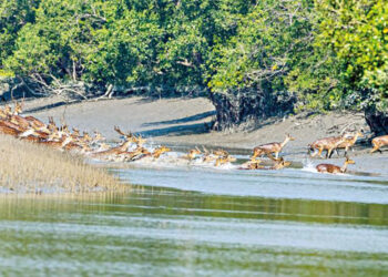 ভয়াবহ পরিবেশ বিপর্যয়ের মুখে সুন্দরবন