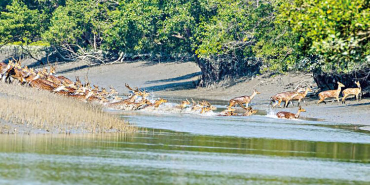 ভয়াবহ পরিবেশ বিপর্যয়ের মুখে সুন্দরবন