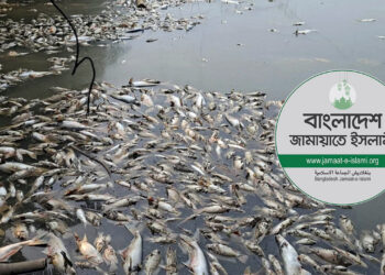 জামায়াত নেতার মাছের খামারে বিষ দিয়ে অর্ধকোটি টাকার মাছ নিধন