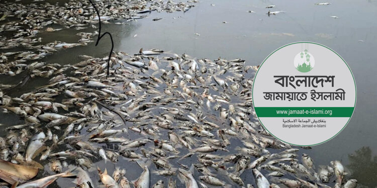 জামায়াত নেতার মাছের খামারে বিষ দিয়ে অর্ধকোটি টাকার মাছ নিধন