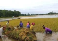 দুর্যোগ মোকাবিলায় আগাম প্রস্তুতি না থাকায় ক্ষতিগ্রস্ত হাওরের কৃষক