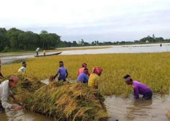 দুর্যোগ মোকাবিলায় আগাম প্রস্তুতি না থাকায় ক্ষতিগ্রস্ত হাওরের কৃষক