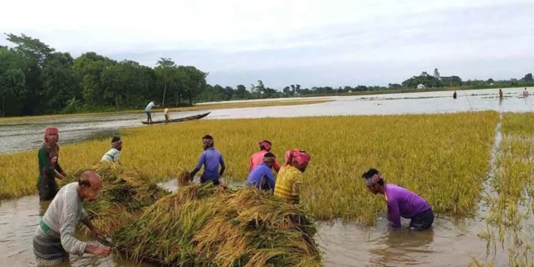 দুর্যোগ মোকাবিলায় আগাম প্রস্তুতি না থাকায় ক্ষতিগ্রস্ত হাওরের কৃষক