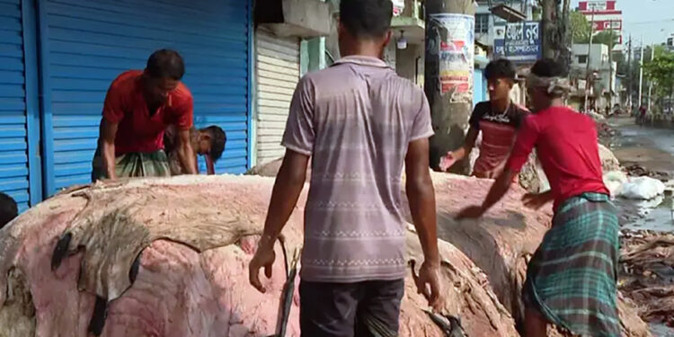 সম্ভাবনা সত্ত্বেও চট্টগ্রামে চামড়া সংগ্রহে ধস; জাতীয় সম্পদ রক্ষায় কার্যকর উদ্যোগের দাবি