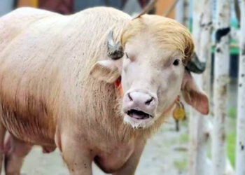 চিড়িয়াখানা থেকে সরানো হলো ‘ডোনাল্ড ট্রাম্প’কে