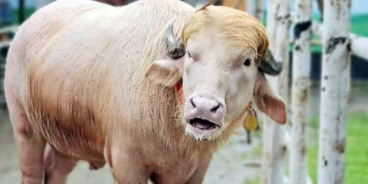 চিড়িয়াখানা থেকে সরানো হলো ‘ডোনাল্ড ট্রাম্প’কে