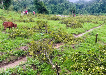 চাঁদা না দেওয়ায় ১২০০ কমলা গাছ কেটে ফেলার অভিযোগ
