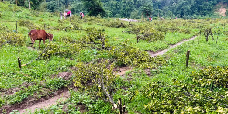 চাঁদা না দেওয়ায় ১২০০ কমলা গাছ কেটে ফেলার অভিযোগ