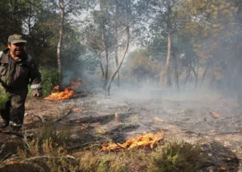 আলজেরিয়ায় দাবানলে ৬ জনের মৃত্যু