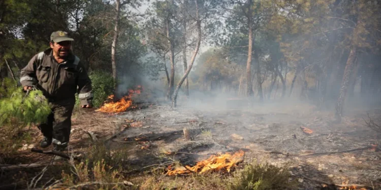 আলজেরিয়ায় দাবানলে ৬ জনের মৃত্যু