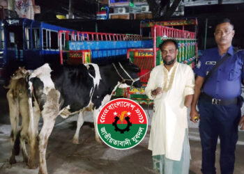 যুবদল কর্মীর বাড়ির আন্ডারগ্রাউন্ডে চোরাই গরু, আটক ১