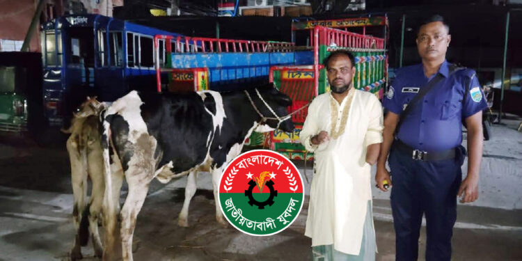 যুবদল কর্মীর বাড়ির আন্ডারগ্রাউন্ডে চোরাই গরু, আটক ১