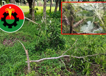 কুপ্রস্তাবে রাজি না হওয়ায় গাছ কেটে ফেলার অভিযোগ বিএনপি কর্মীদের বিরুদ্ধে!