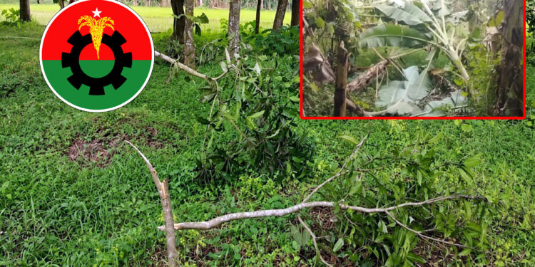 কুপ্রস্তাবে রাজি না হওয়ায় গাছ কেটে ফেলার অভিযোগ বিএনপি কর্মীদের বিরুদ্ধে!
