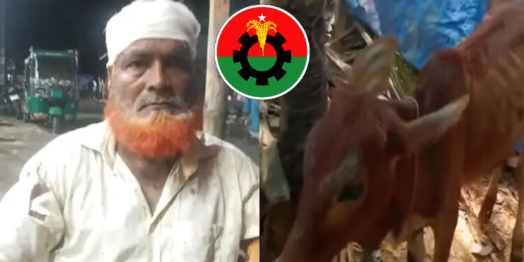 চুরি হওয়া গরু মিলল বিএনপি নেতার গোয়ালঘরে
