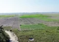 সরকারি গুদামে সার, চরে চরে হাহাকার